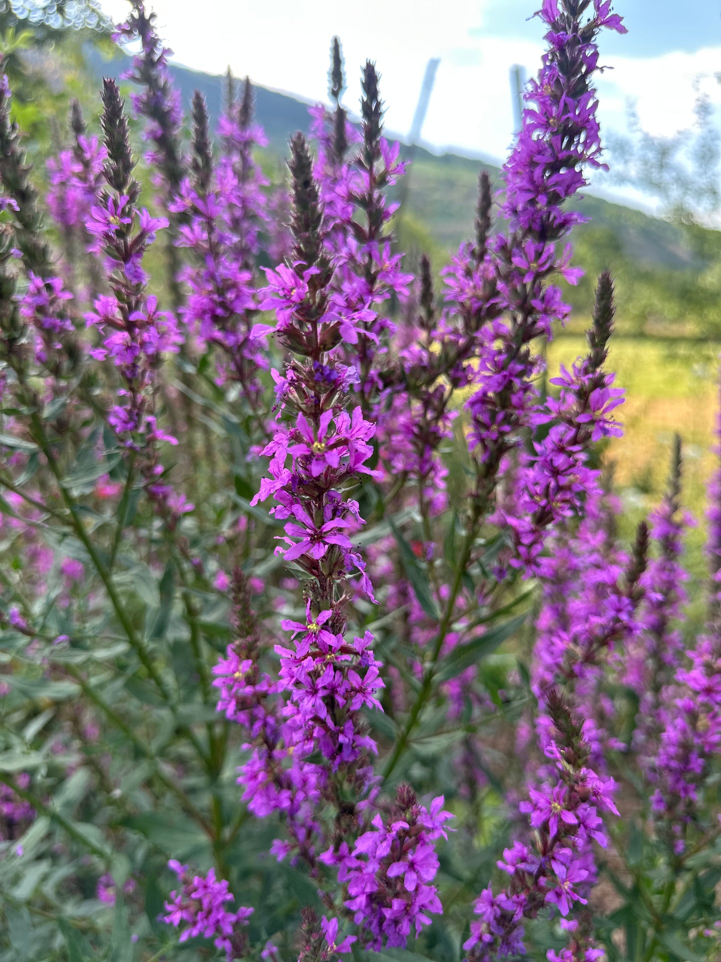 Blutweiderich (Lythrum salicaria) – Zierde & Insektenmagnet