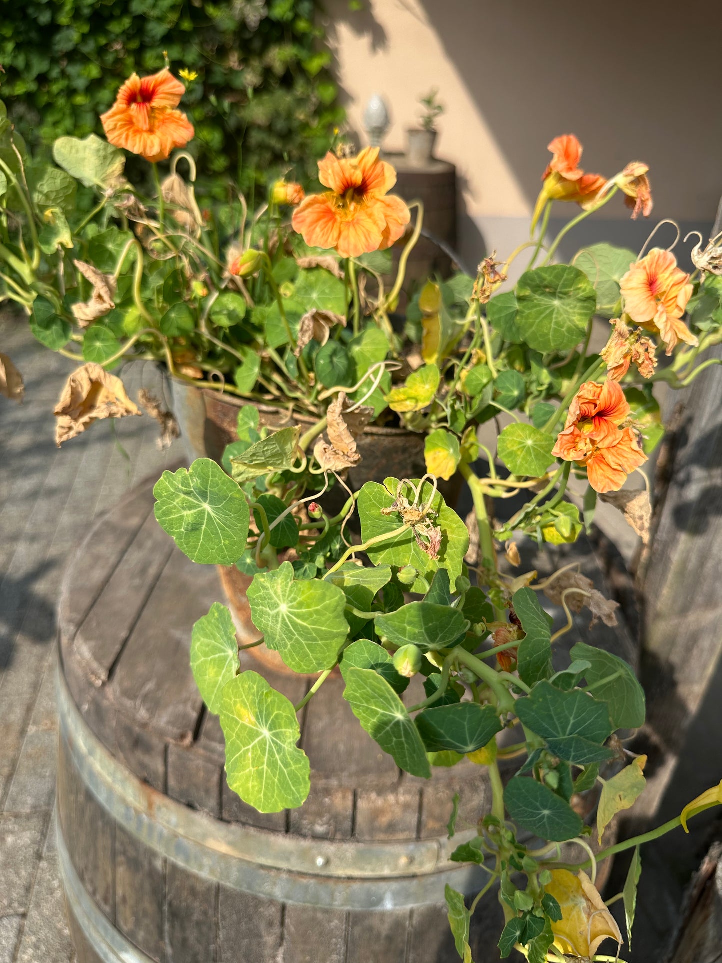 Kapuzinerkresse (Tropaeolum majus) - Pflegeleichte Sommerblume