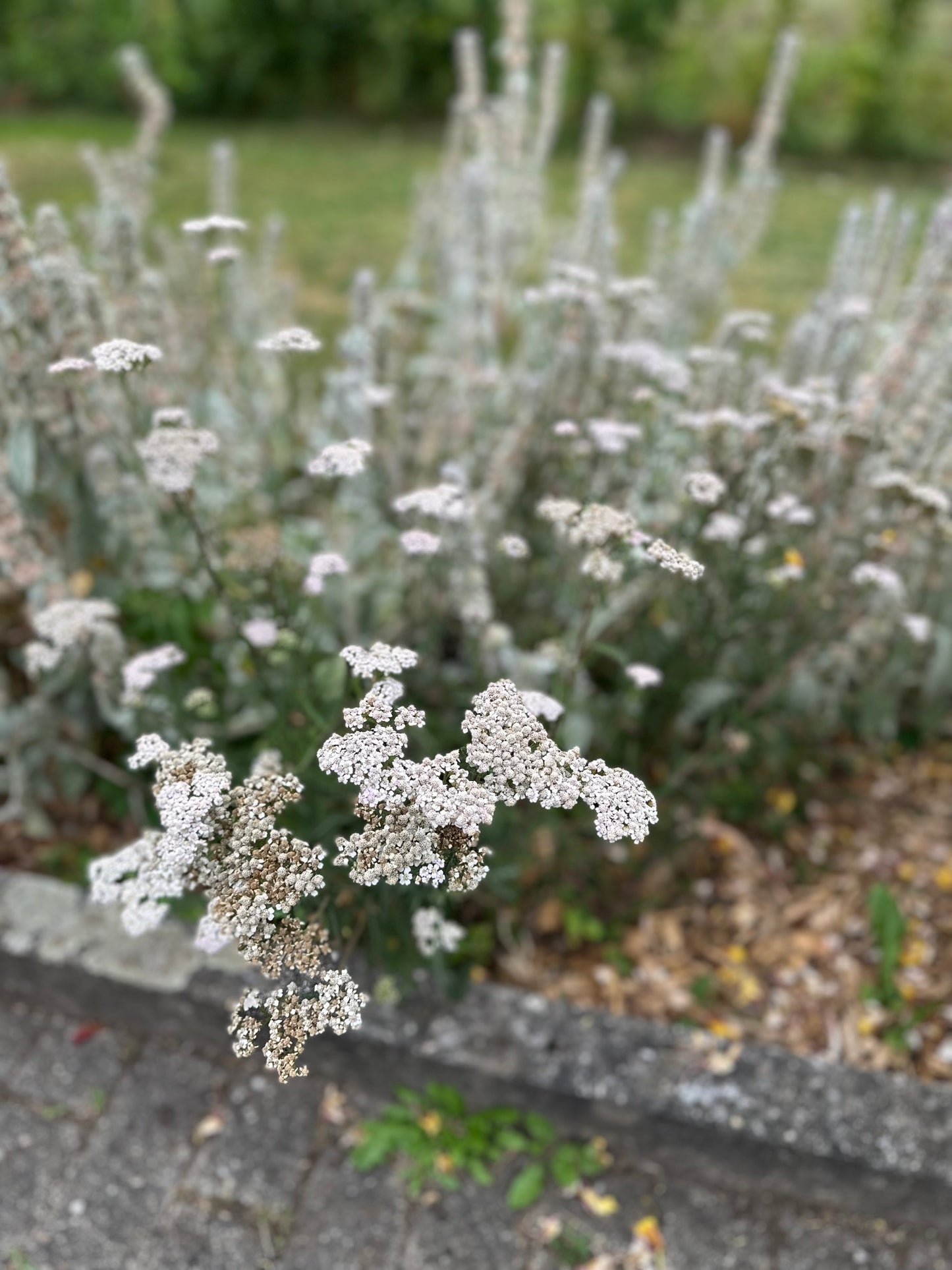 Schafgarbe-Saatgut – Achillea millefolium