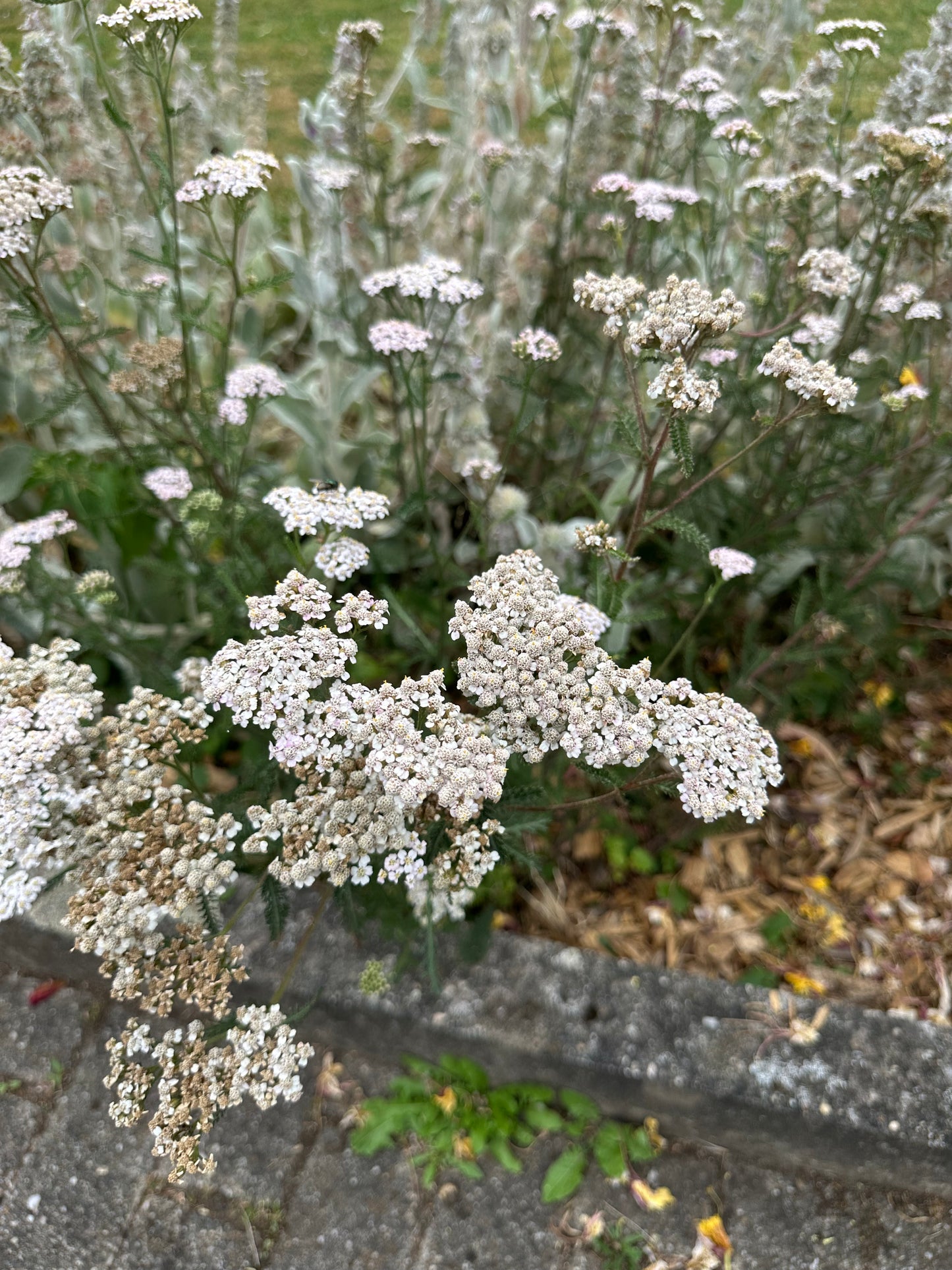 Schafgarbe-Saatgut – Achillea millefolium