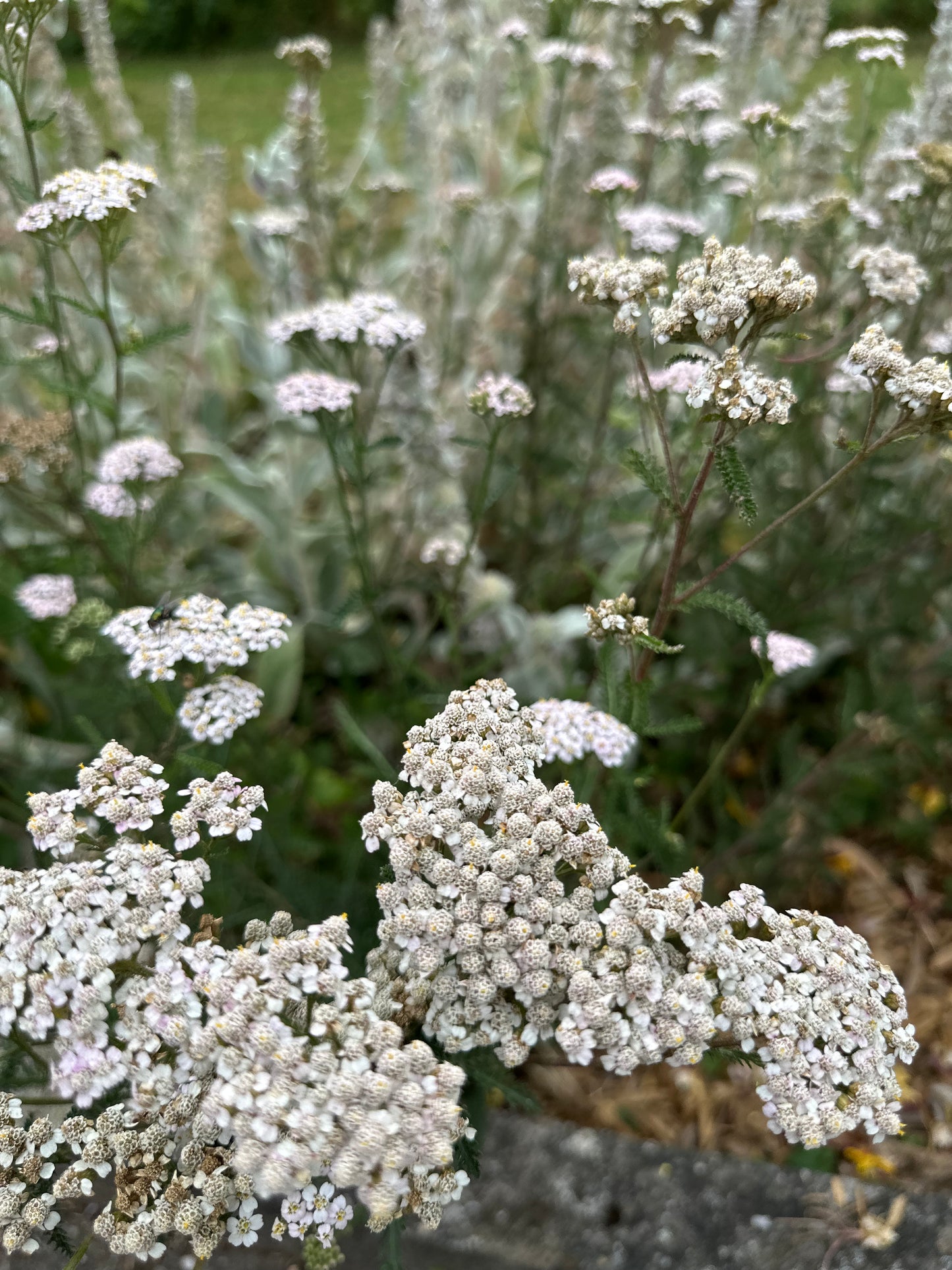 Schafgarbe-Saatgut – Achillea millefolium