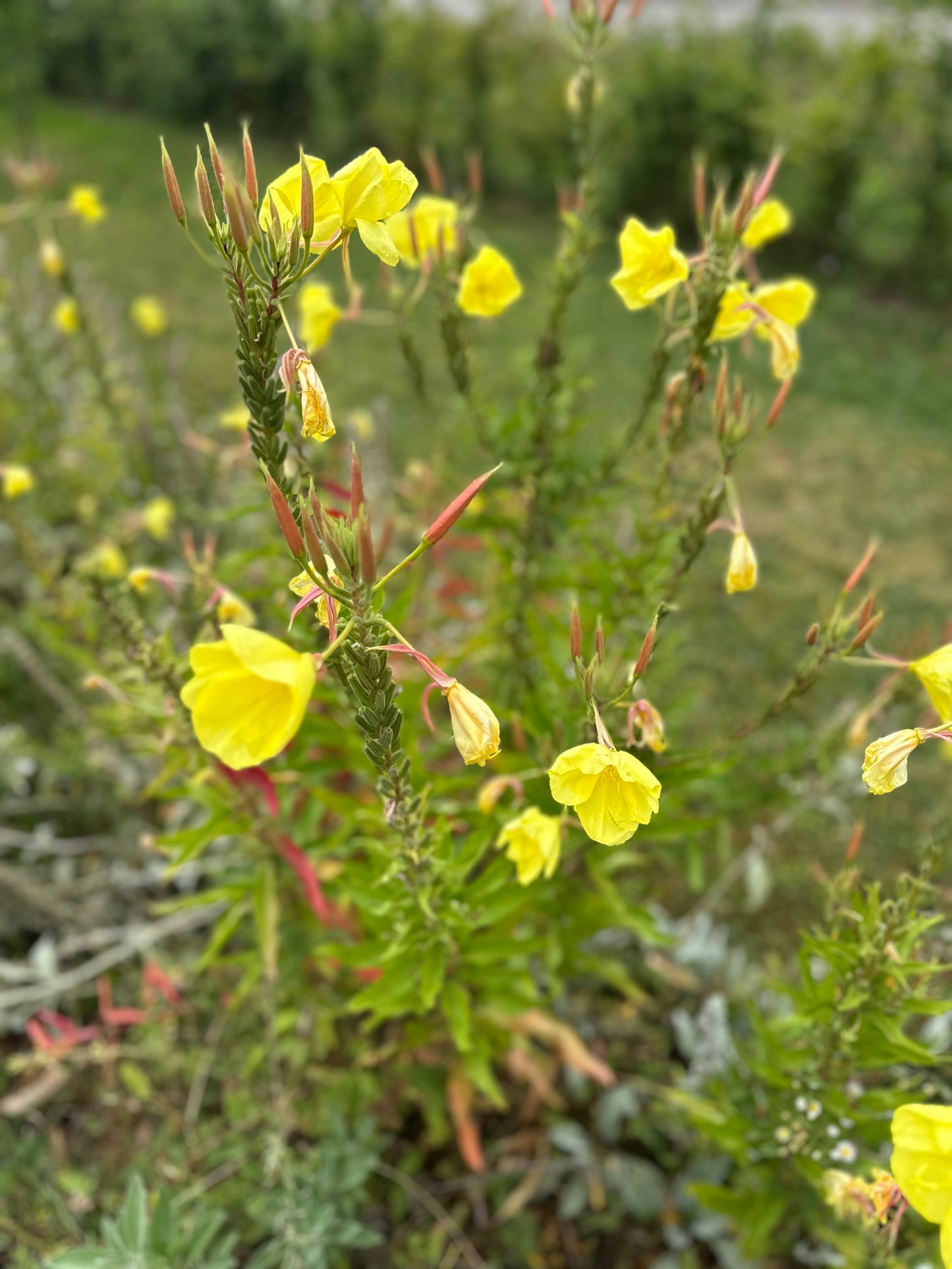 Nachtkerze (Oenothera biennis) – Leuchtende Schönheit der Nacht