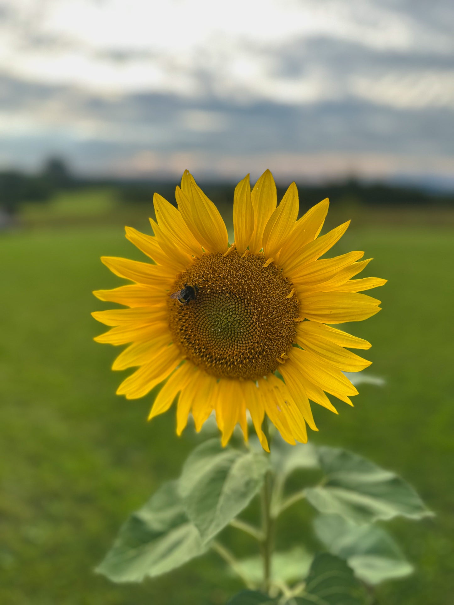 Sonnenblumen-Mix – fröhliche Blütenvielfalt in verschiedenen Farbtönen