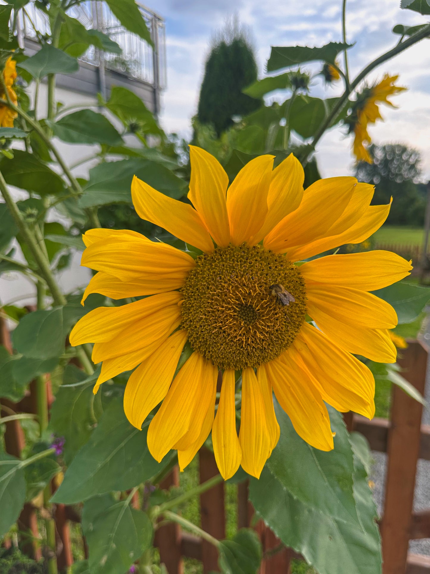 Sonnenblumen-Mix – fröhliche Blütenvielfalt in verschiedenen Farbtönen