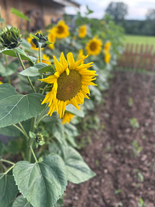 Sonnenblumen-Mix – fröhliche Blütenvielfalt in verschiedenen Farbtönen