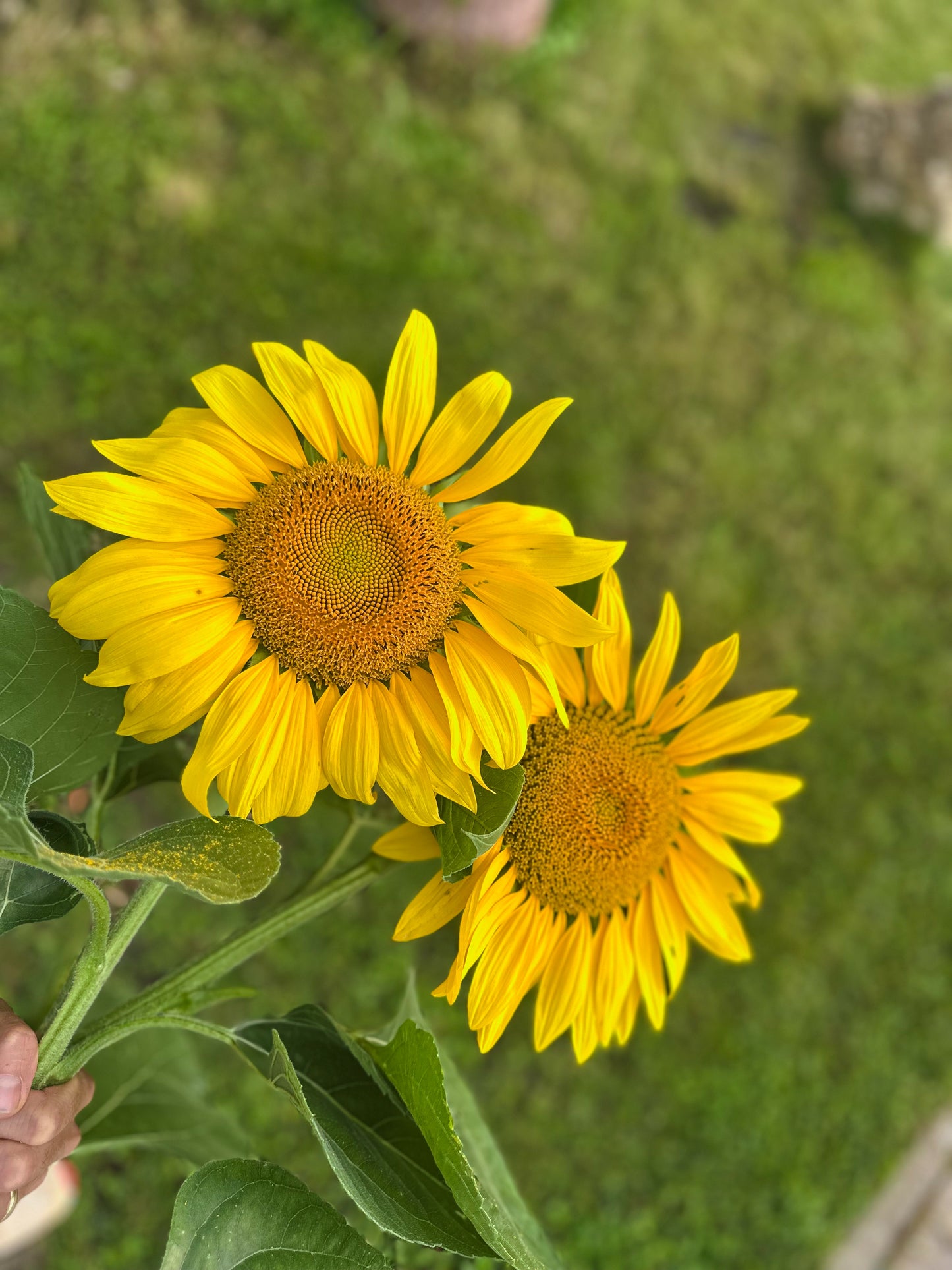 Sonnenblumen-Mix – fröhliche Blütenvielfalt in verschiedenen Farbtönen