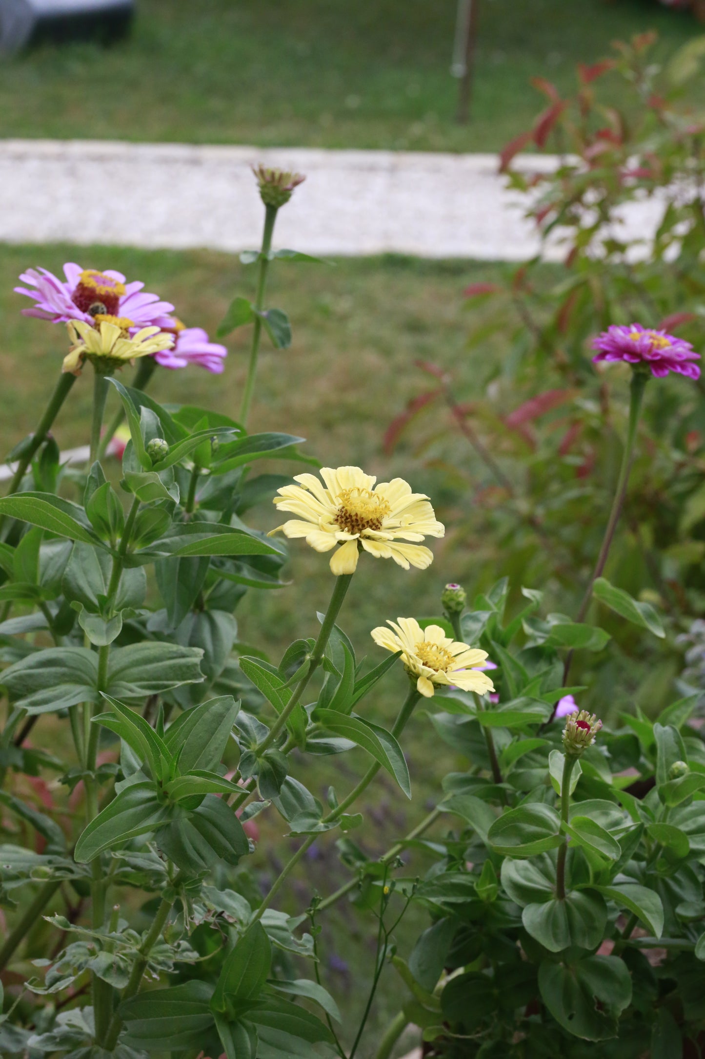 Bunte Zinnien Mischung – farbenfrohe Sommerblumen | Zinnien Samen für Beet, Balkon & Schnittblumen