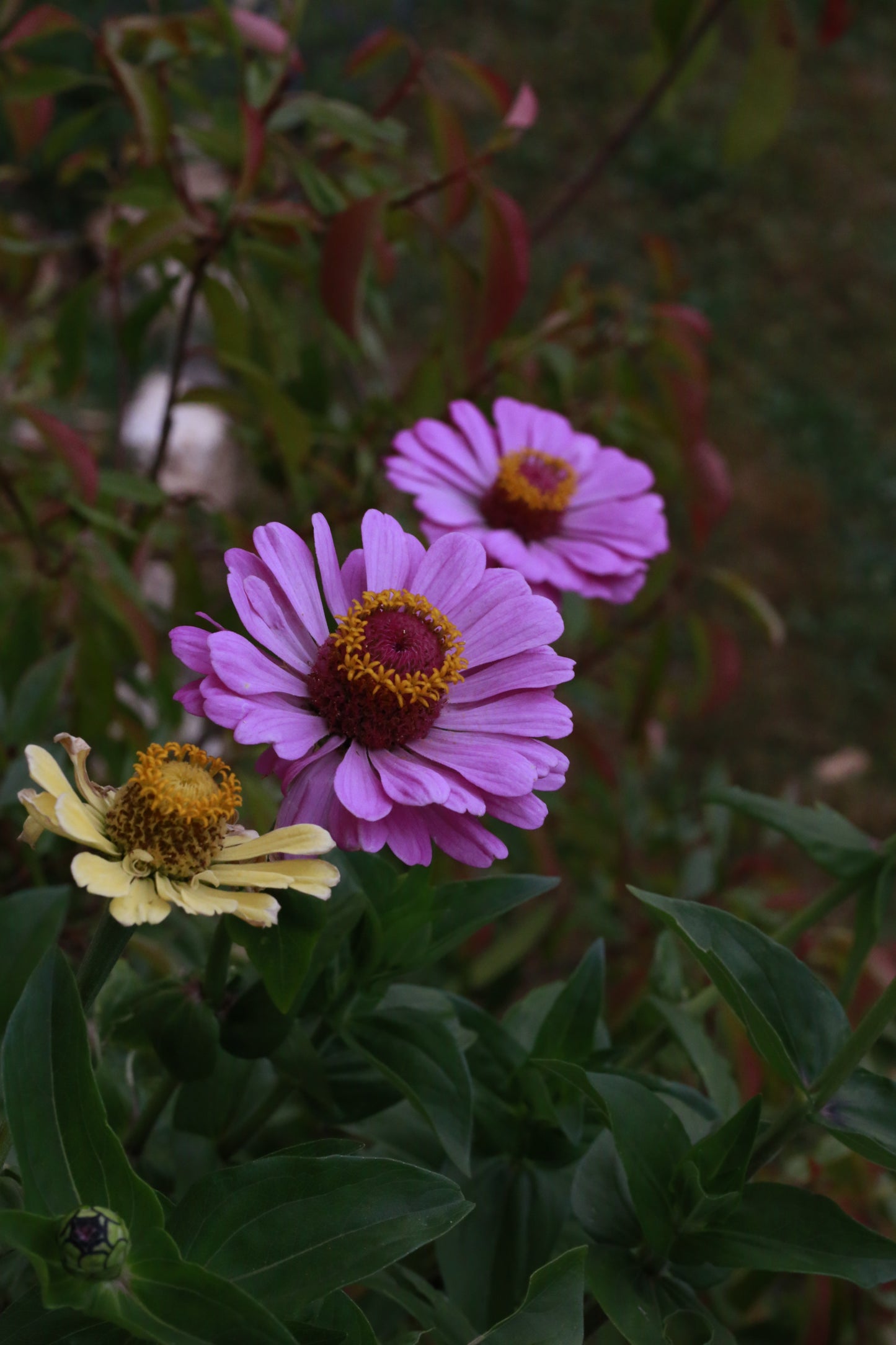 Bunte Zinnien Mischung – farbenfrohe Sommerblumen | Zinnien Samen für Beet, Balkon & Schnittblumen
