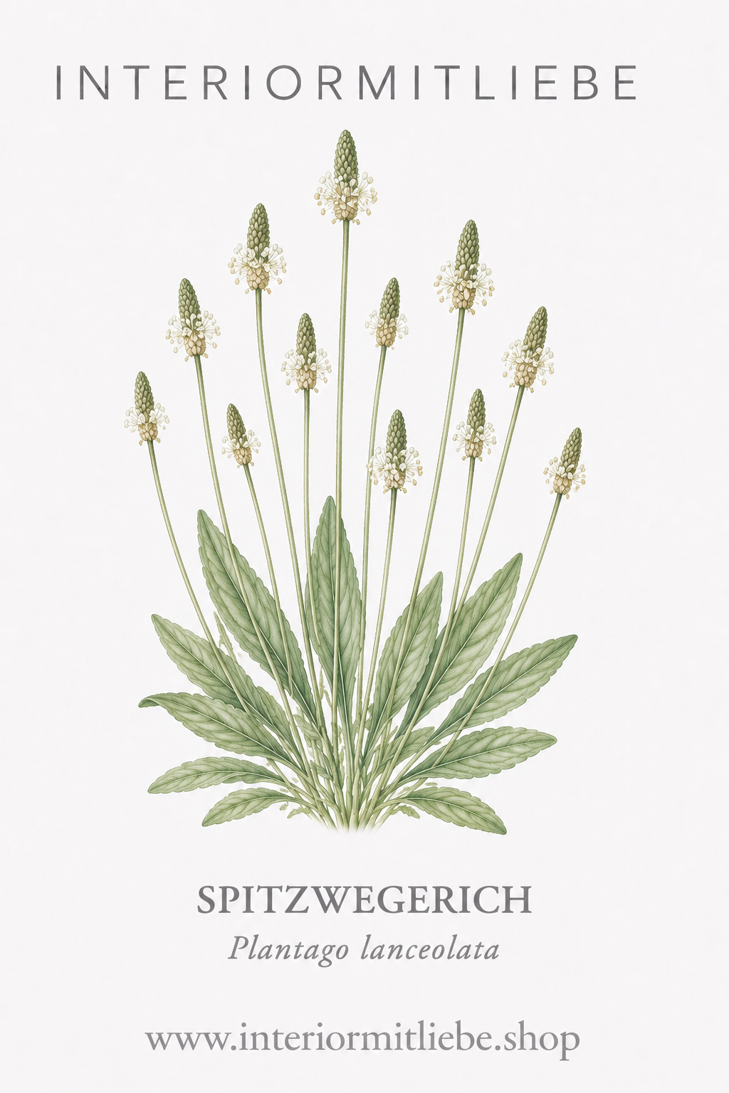 Spitzwegerich (Plantago lanceolata)