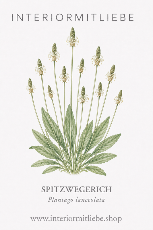 Spitzwegerich (Plantago lanceolata)