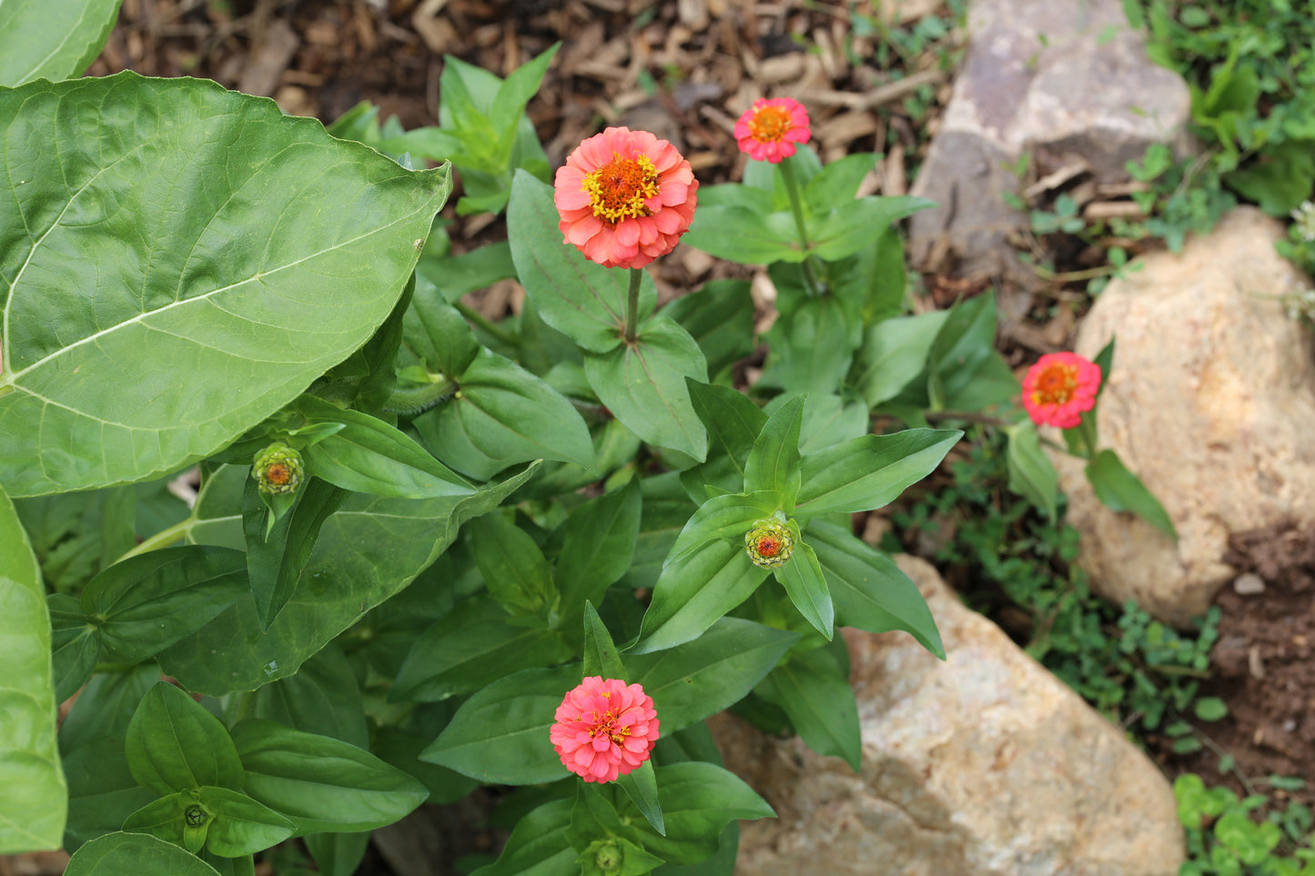 Zinnie Lilliput pink – pinke Sommerblumen | Zinnien Samen für Beet, Balkon & Schnittblumen