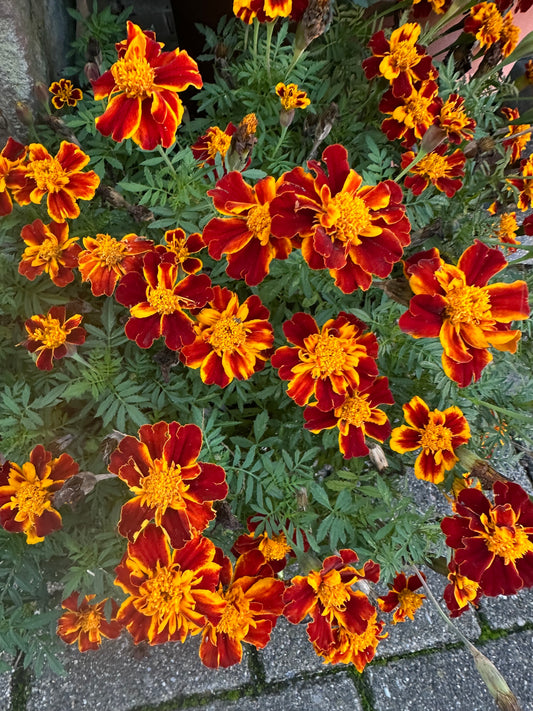 Tagetes Samen Studentenblume