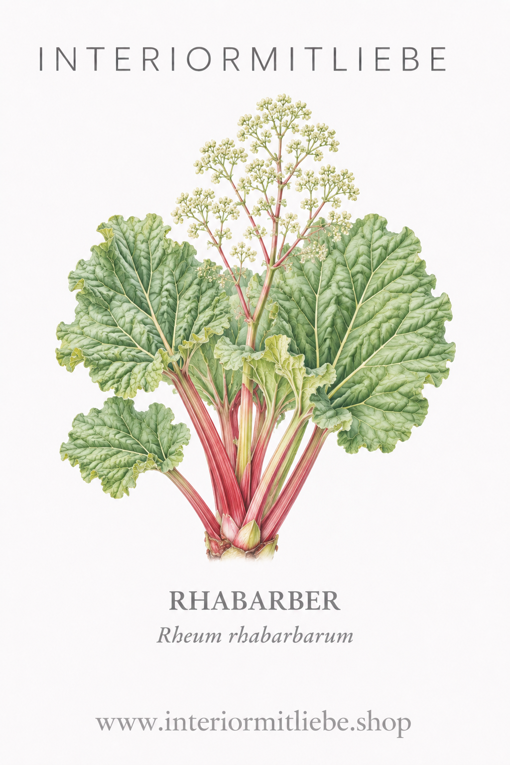 Rhabarber (Rheum rhabarbarum)