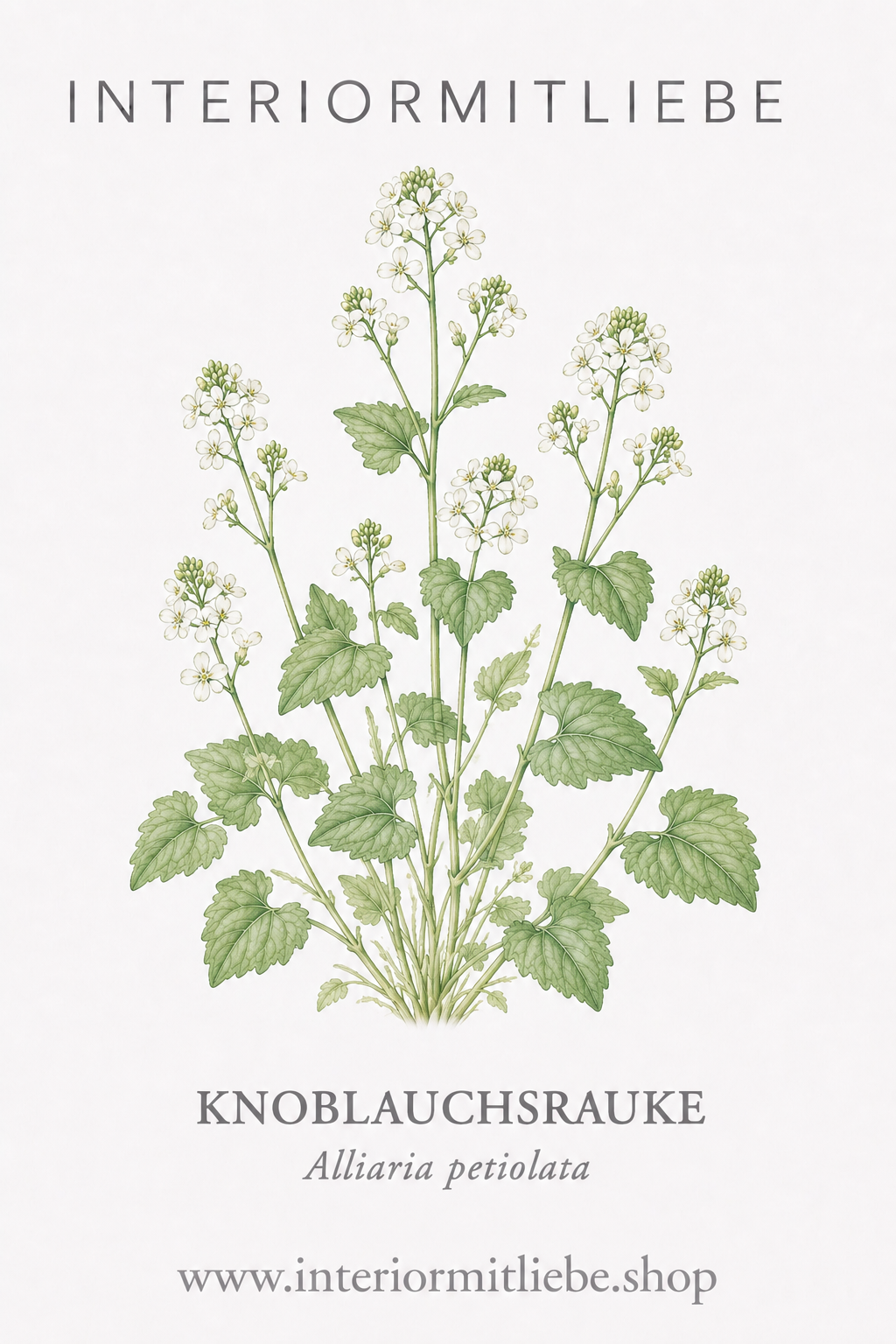Knoblauchsrauke (Alliaria petiolata)