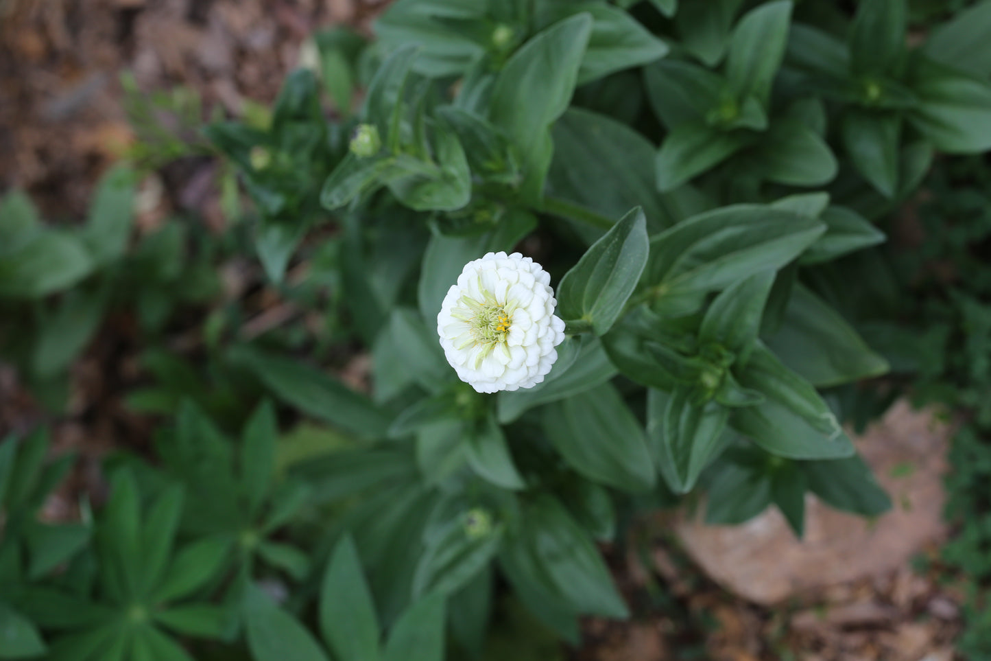 Zinnie Lilliput white – weiße Sommerblumen | Zinnien Samen für Beet, Balkon & Schnittblumen