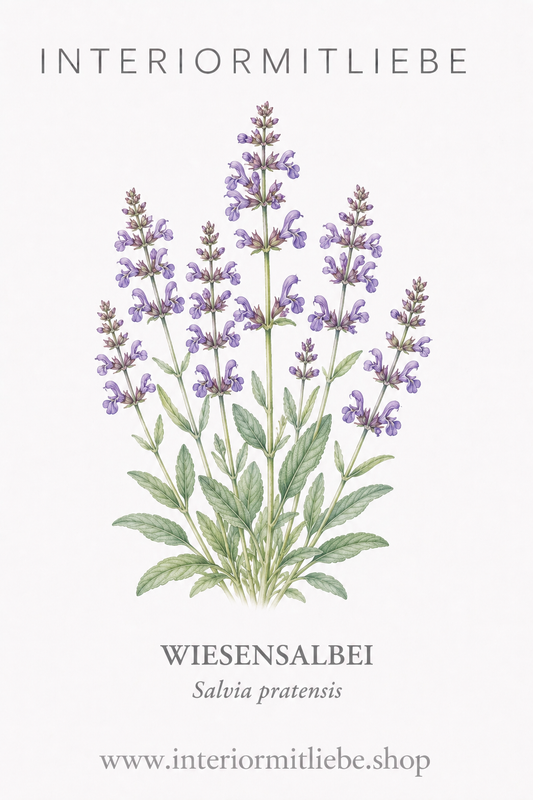 Wiesensalbei (Salvia pratensis)