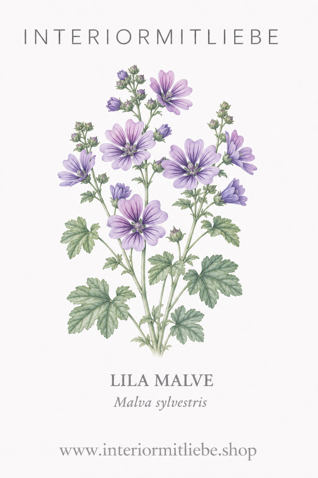 Lila Malve (Malva sylvestris)