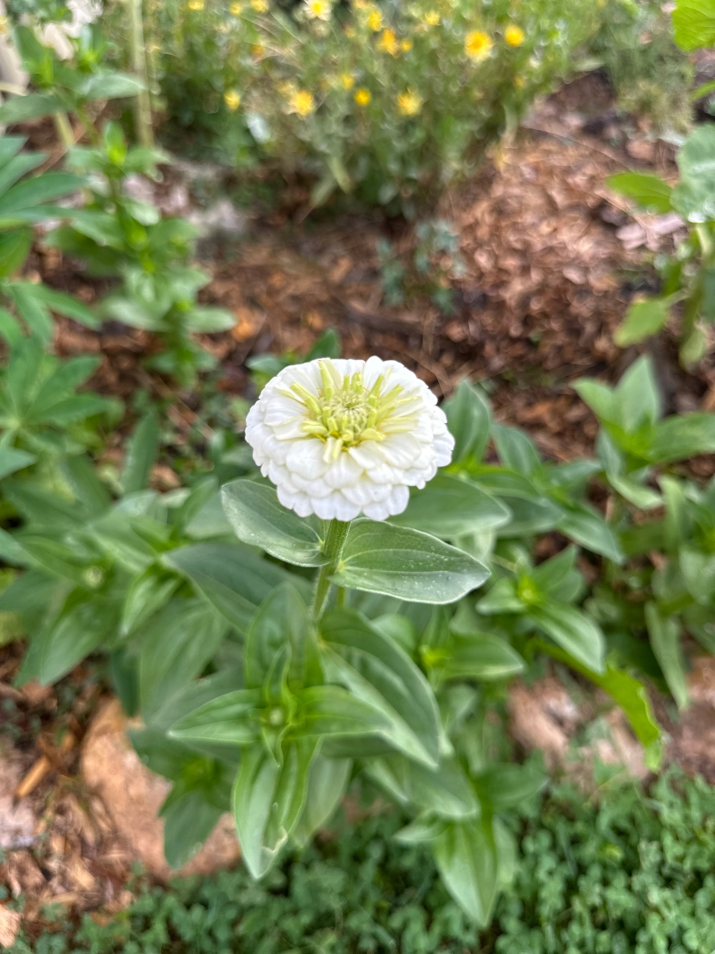 Zinnie Lilliput white – weiße Sommerblumen | Zinnien Samen für Beet, Balkon & Schnittblumen