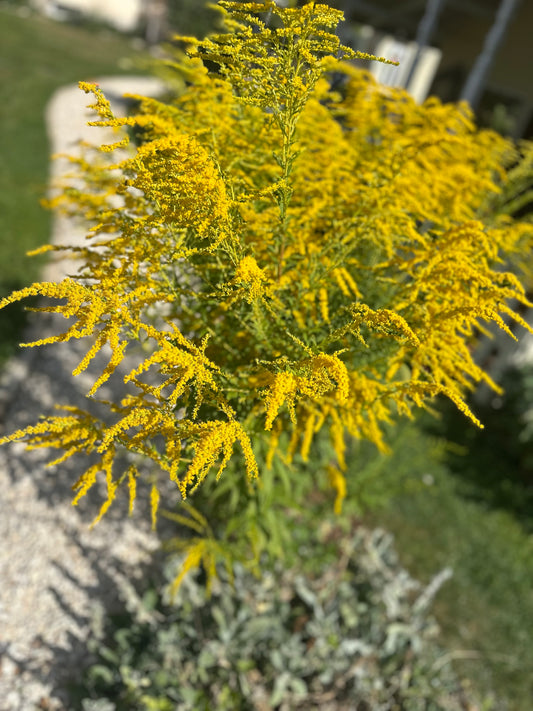 Echte Goldrute (Solidago virgaurea) – Heil- und Wildpflanze