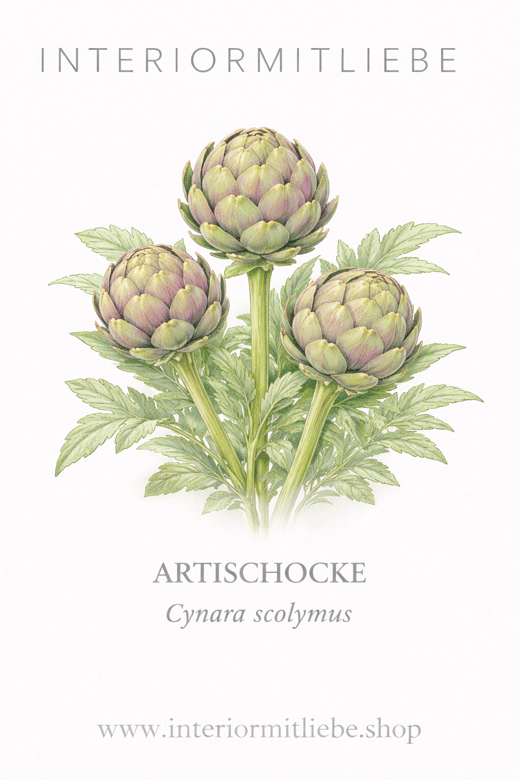 Artischocke (Cynara cardunculus)
