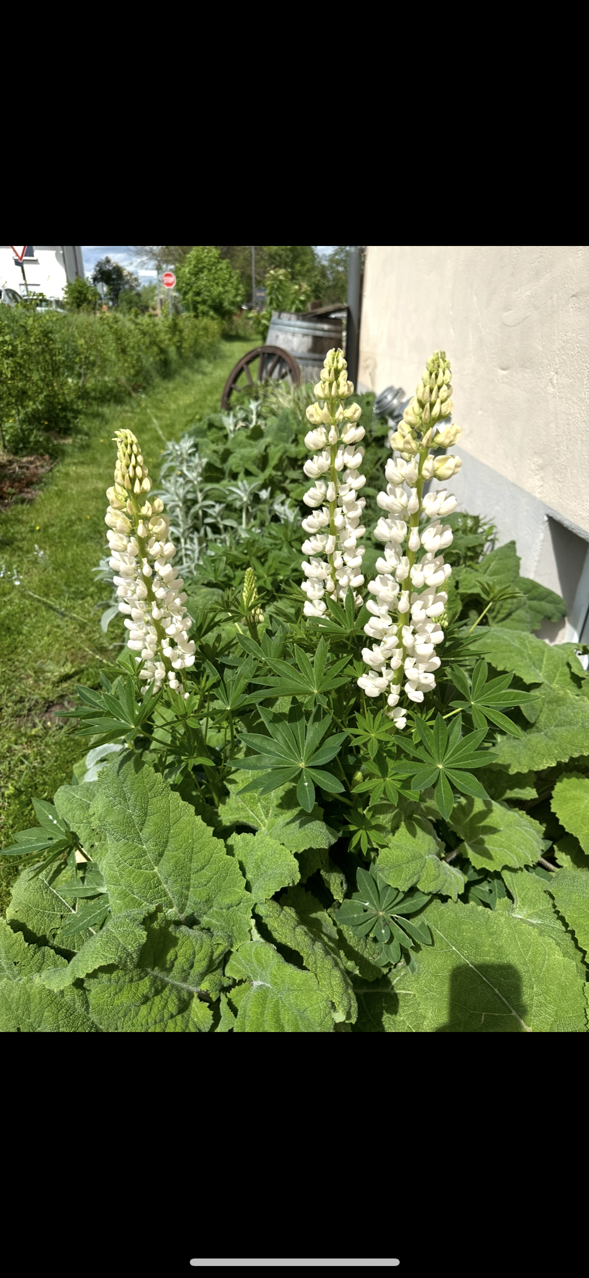 Bunter Lupinen Mix mehrjährig – Farbenfroher Blickfang für den Garten
