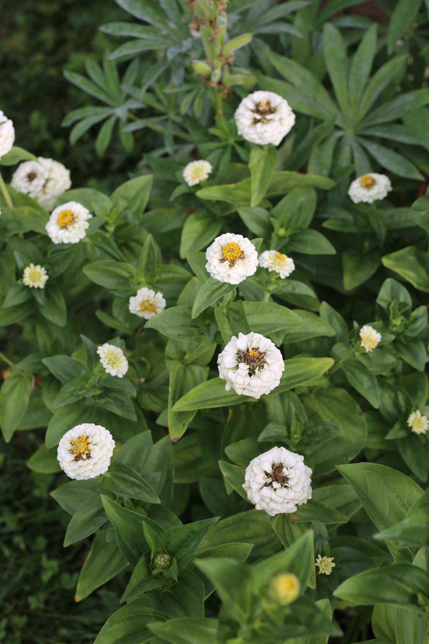 Zinnie Lilliput white – weiße Sommerblumen | Zinnien Samen für Beet, Balkon & Schnittblumen