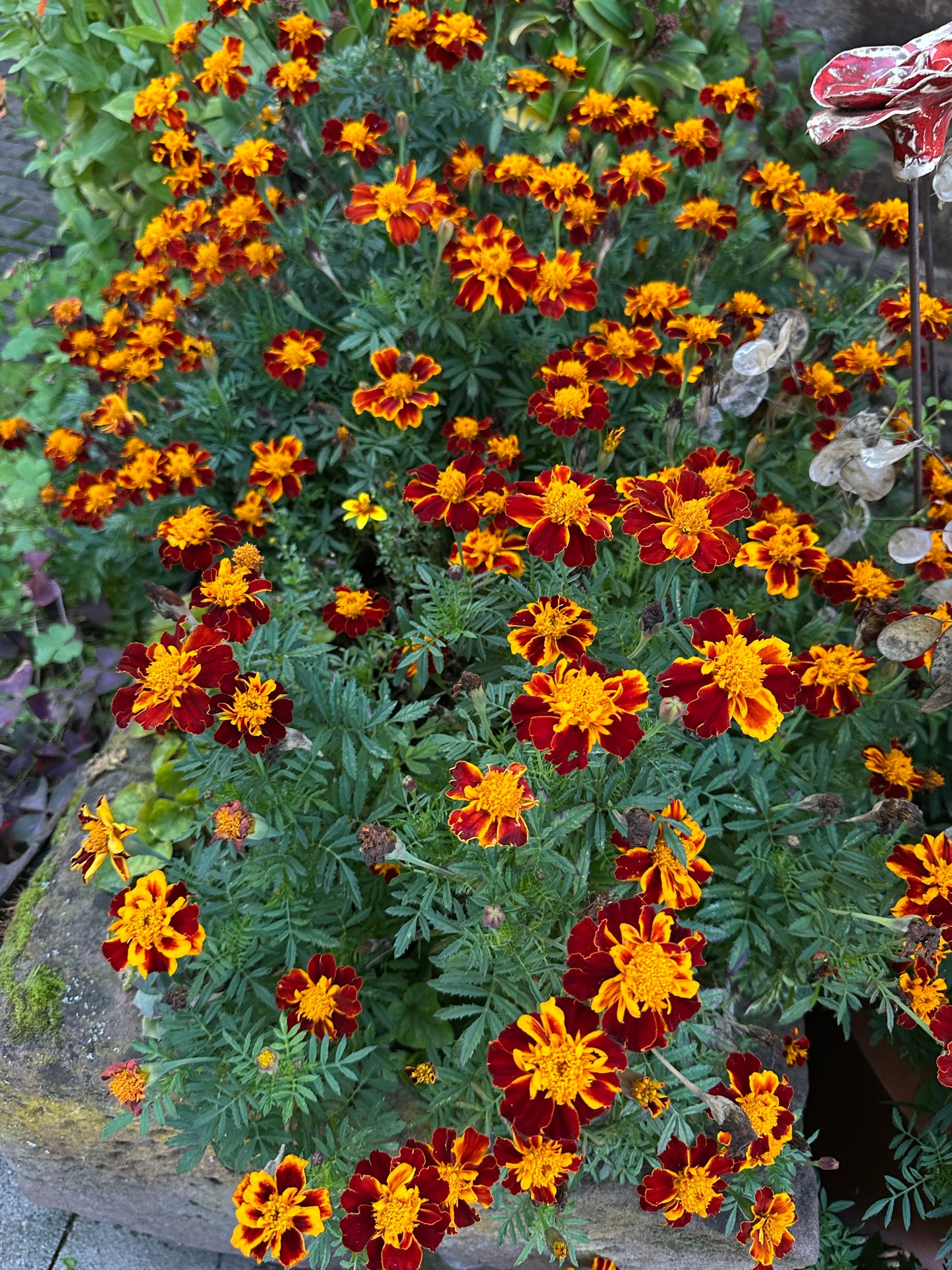 Tagetes Samen Studentenblume