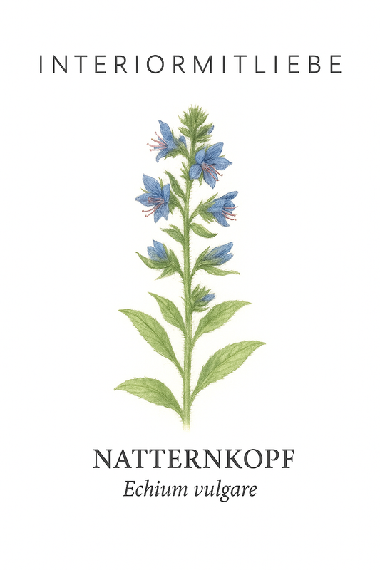 Natternkopf-Saatgut – Echium vulgare