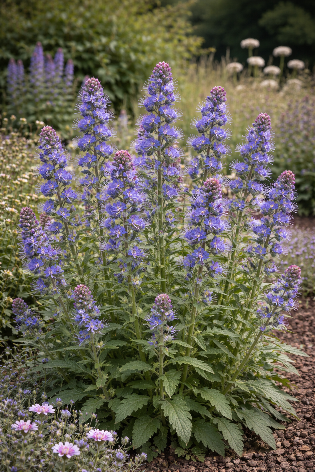 Natternkopf-Saatgut – Echium vulgare