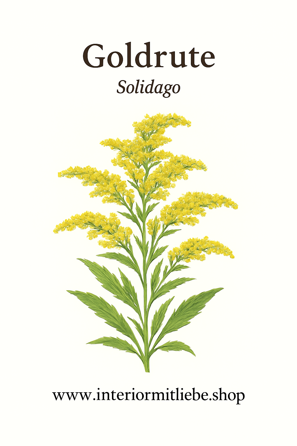 Goldrute (Solidago virgaurea) – Heil- und Wildpflanze