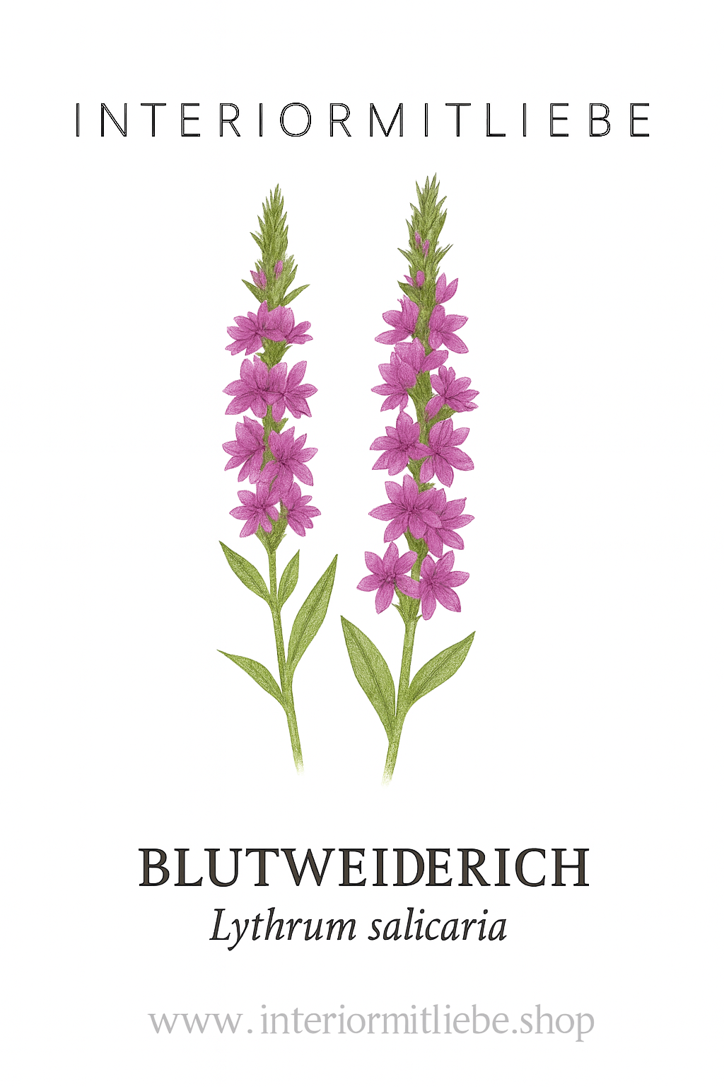 Blutweiderich (Lythrum salicaria) – Zierde & Insektenmagnet