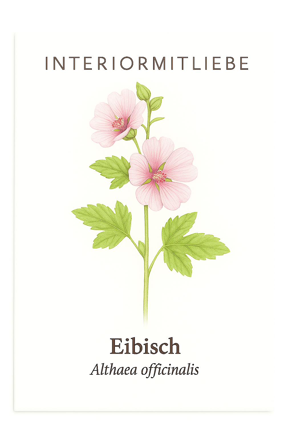 Echter Eibisch-Saatgut – Althaea officinalis