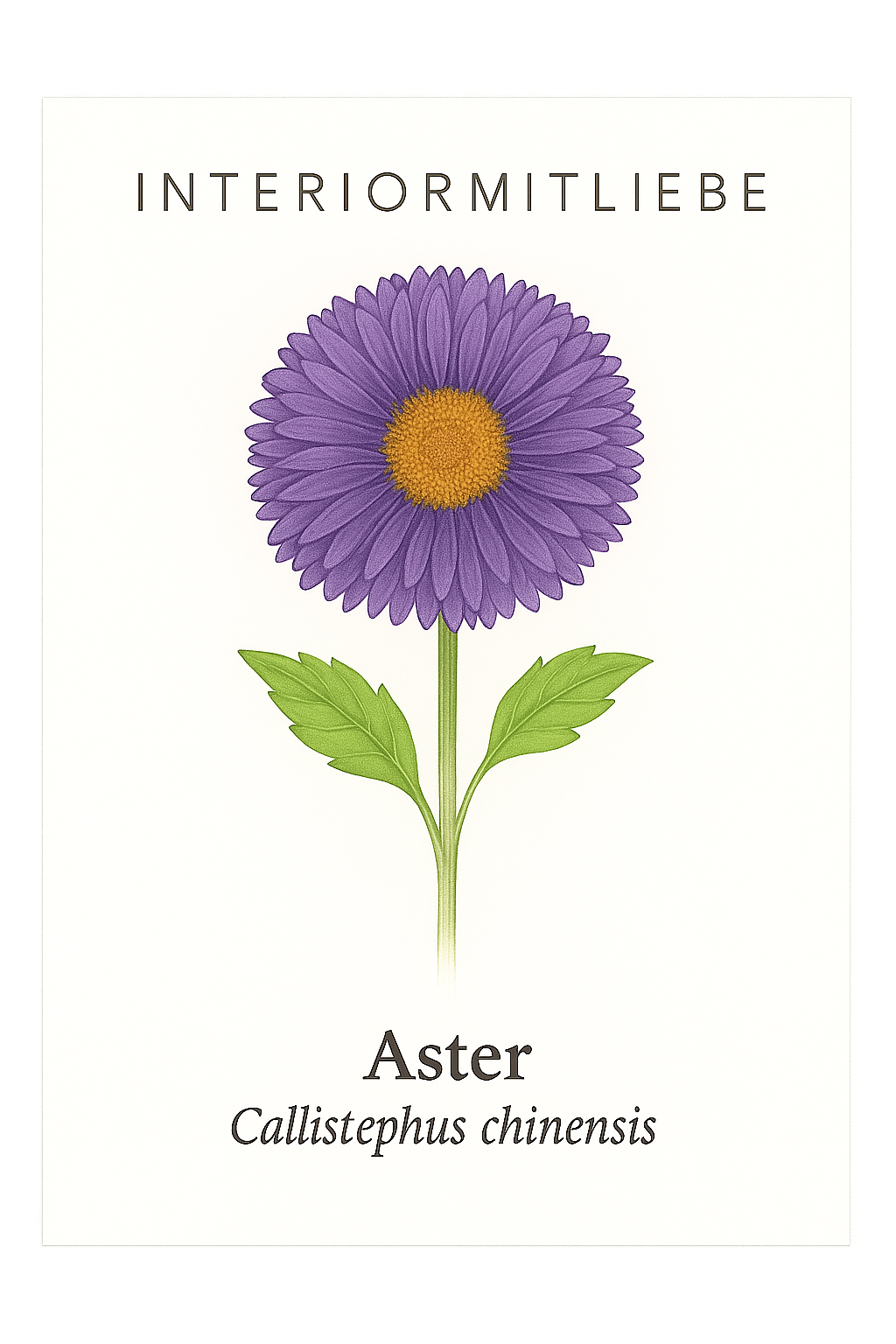 Lila Aster - Staude für Bauerngärten, Staudenbeete und naturnahe Pflanzungen