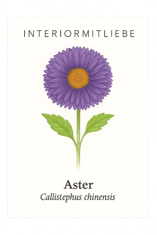 Lila Aster - Staude für Bauerngärten, Staudenbeete und naturnahe Pflanzungen