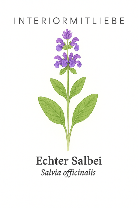Echter Salbei (Salvia officinalis)