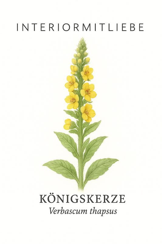 Königskerze – majestätische Staude mit leuchtenden Blütenkerzen