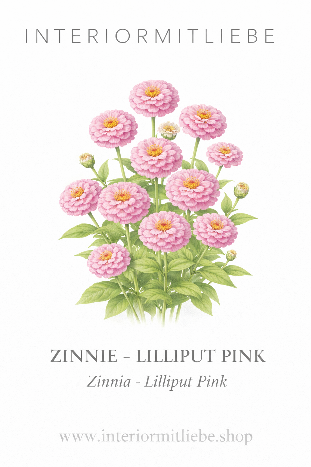 Zinnie Lilliput pink – pinke Sommerblumen | Zinnien Samen für Beet, Balkon & Schnittblumen