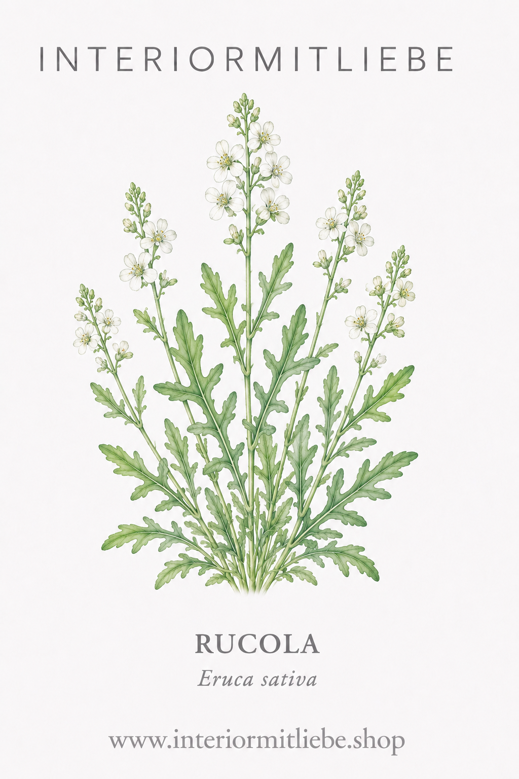 Rucola (Eruca sativa)