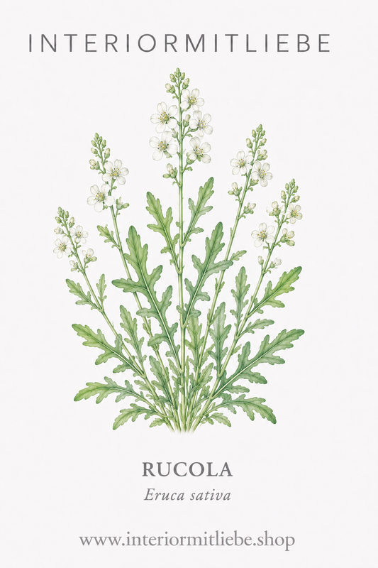 Rucola (Eruca sativa)