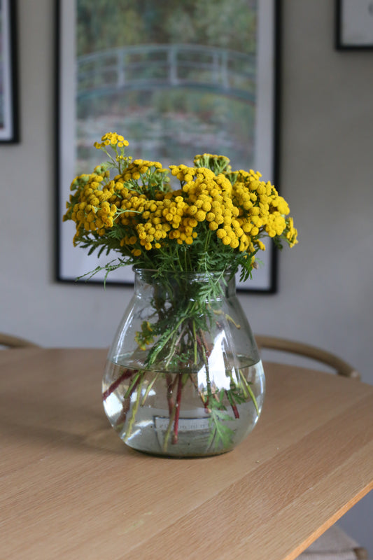 Rainfarn (Tanacetum vulgare) – Samen für deinen Naturgarten