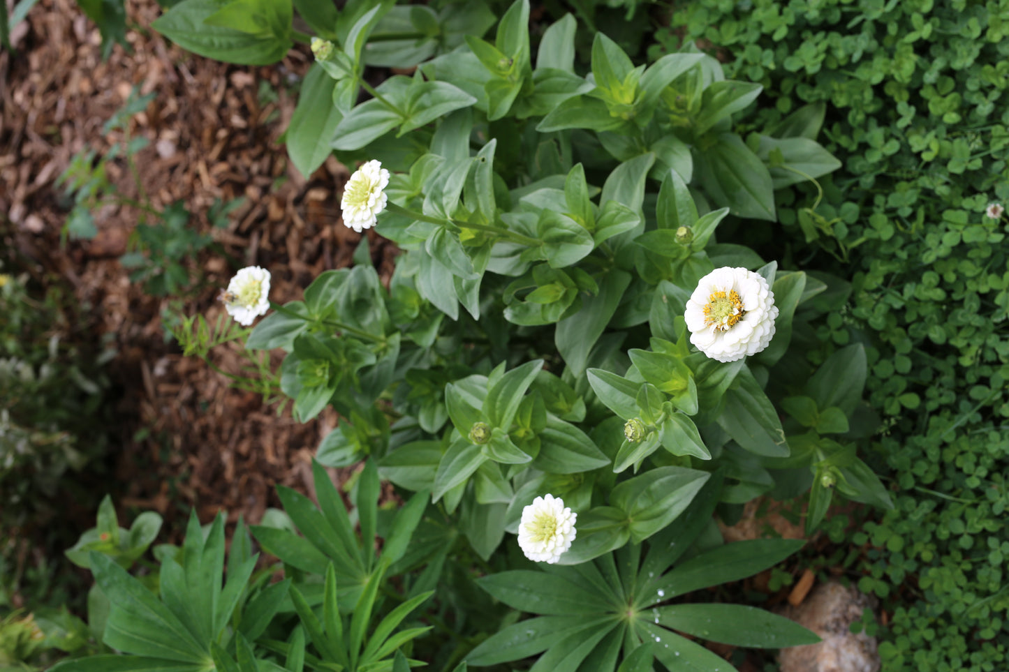 Zinnie Lilliput white – weiße Sommerblumen | Zinnien Samen für Beet, Balkon & Schnittblumen