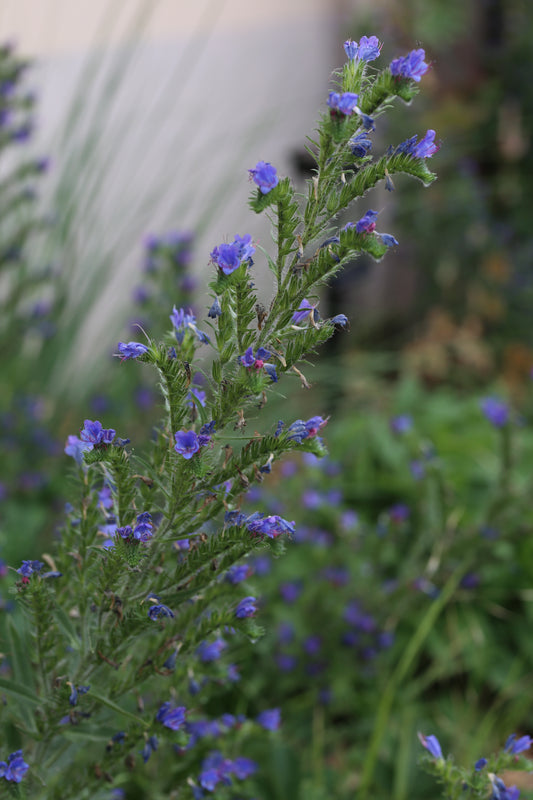 Natternkopf-Saatgut – Echium vulgare