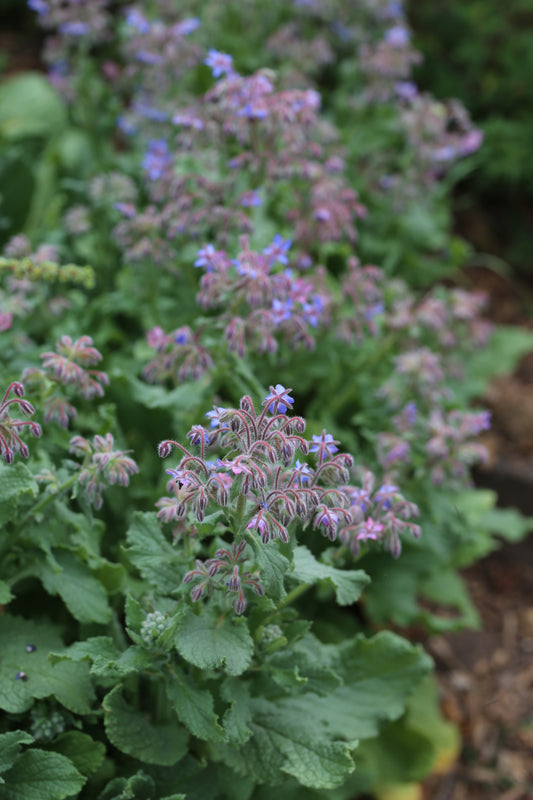 Borretsch-Saatgut – Borago officinalis
