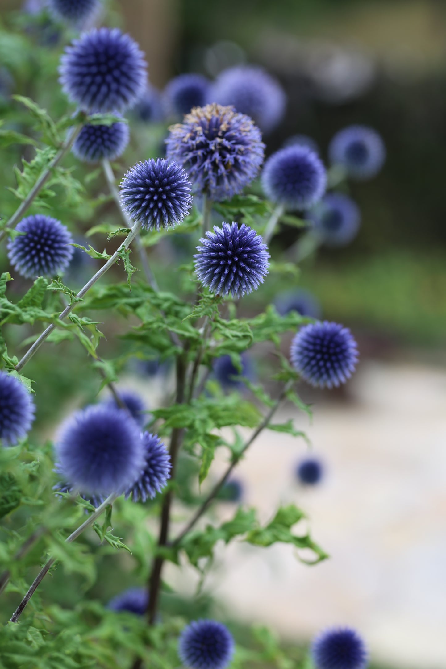 Blaue Kugeldistel – elegante Strukturpflanze mit besonderer Ausstrahlung