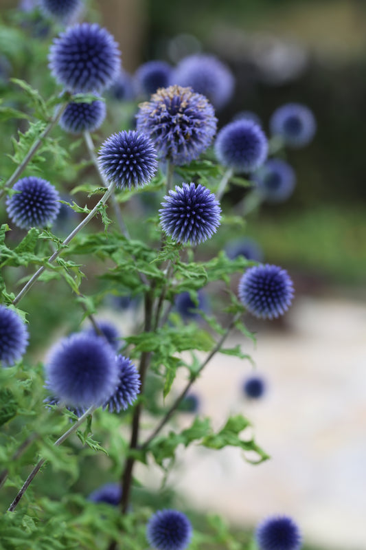 Blaue Kugeldistel – elegante Strukturpflanze mit besonderer Ausstrahlung