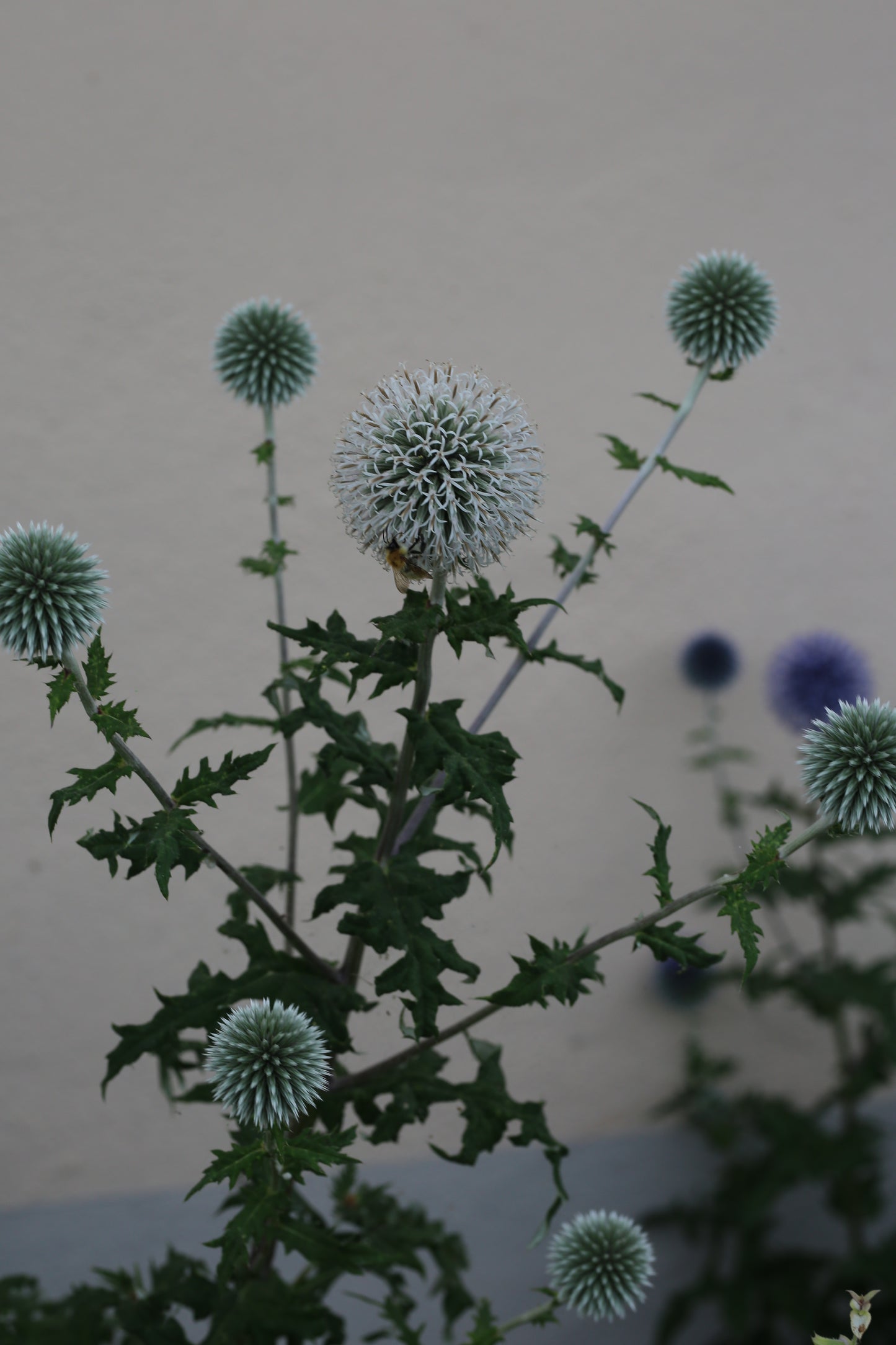 Weisse Kugeldistel – elegante bienenfreundliche Staude