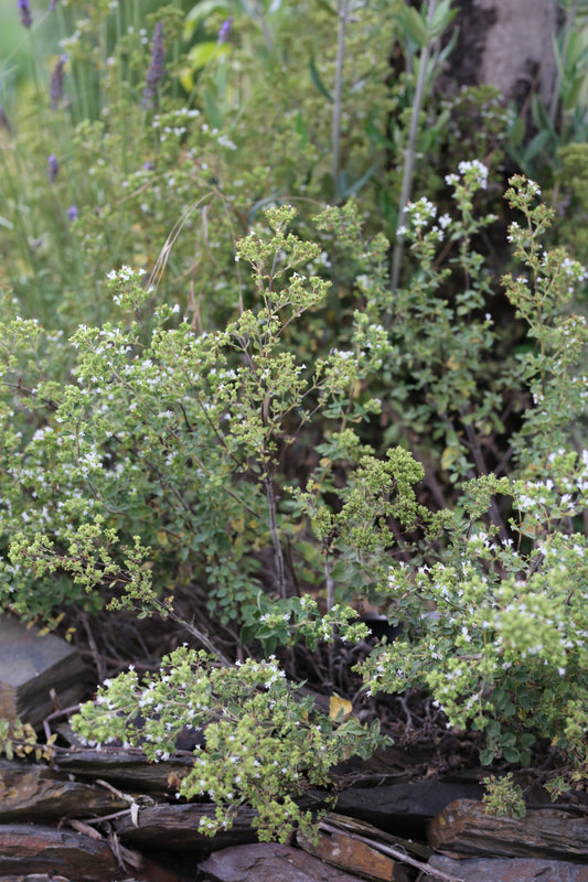 Oregano-Saatgut – Origanum vulgare