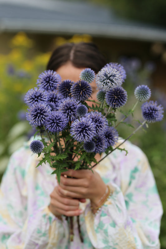 Blaue Kugeldistel – elegante Strukturpflanze mit besonderer Ausstrahlung