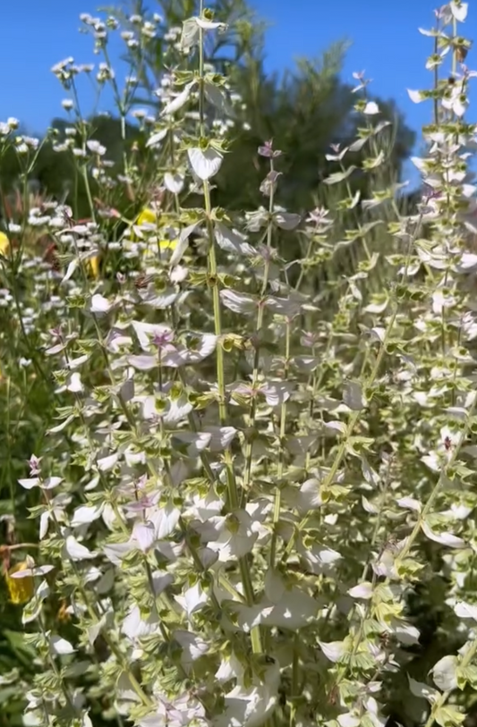 Muskateller-Salbei – duftende Staude mit imposanter Blüte