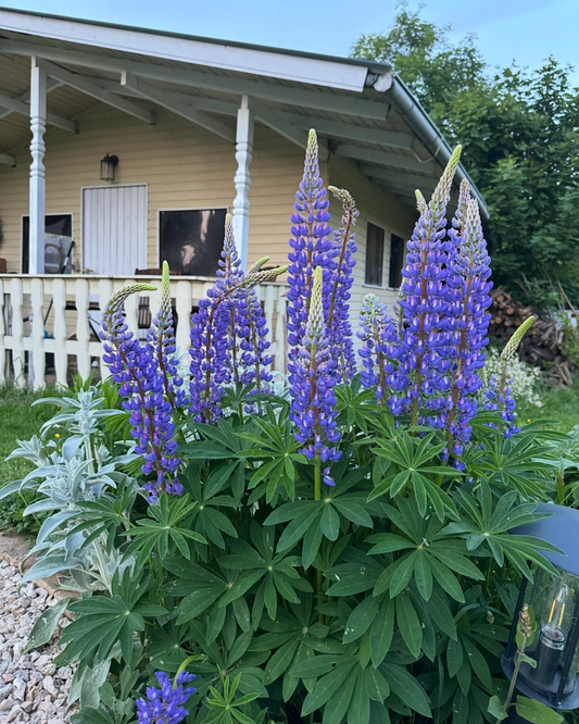Blaue Lupine (Lupinus polyphyllus) – Farbenfroher Blickfang für den Garten